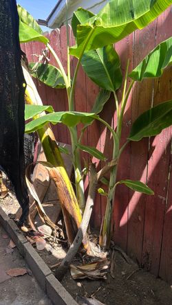 Banana tree