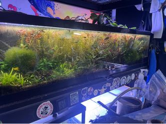 Aquarium Plants