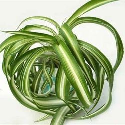 Curly Spider Plant 
