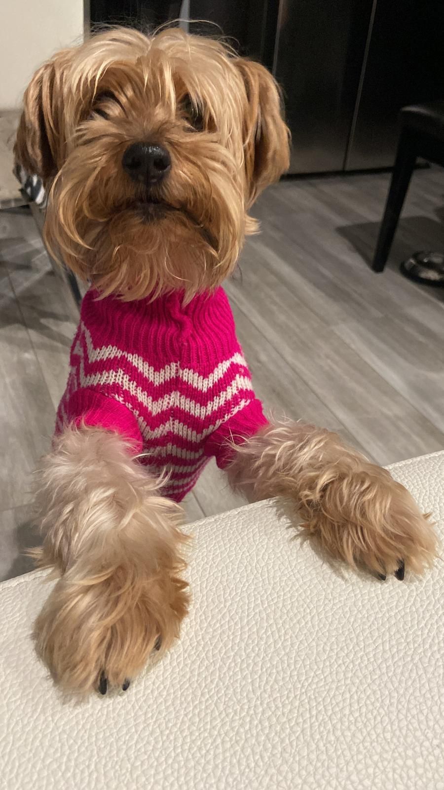 Dog Dress