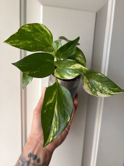 Golden Pothos ☀️