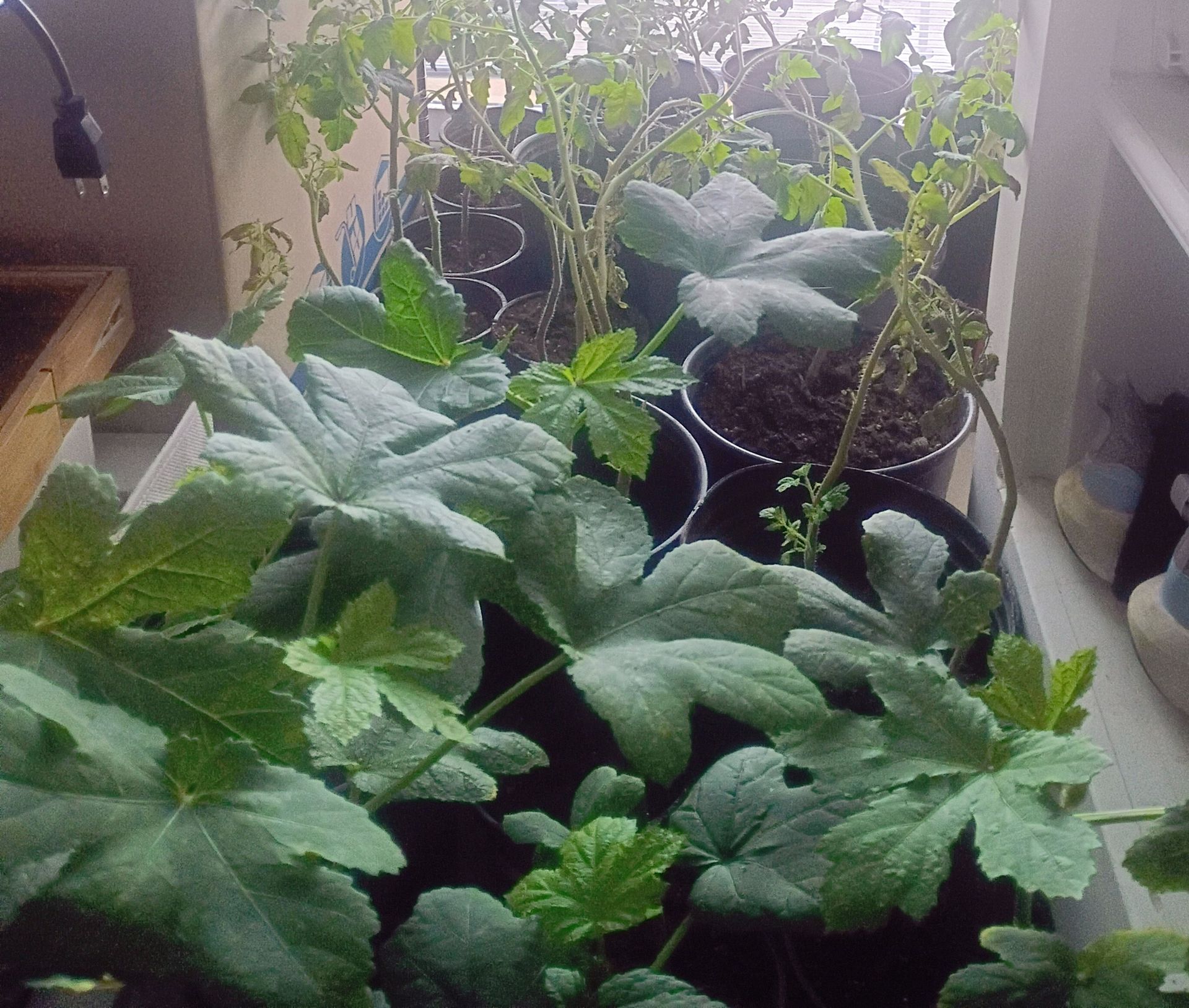 Garden plants from non GMO heirloom seeds