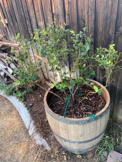 Blue berry plant