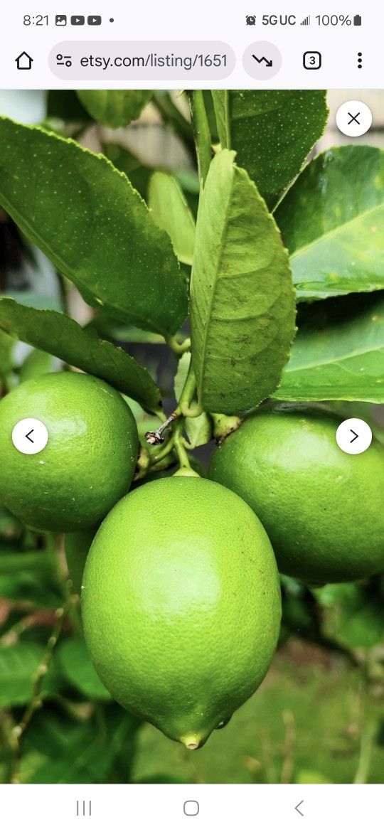 Fruit Trees Are On Sale