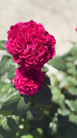 🌹 ROYAL ROUGE™ ROSE — 5 GALLON | SUPER BLOOM! 🌹75$