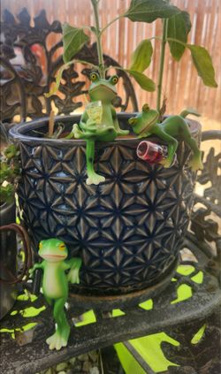 New Set of 3 Drinking Frogs