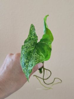 Syngonium Mojito rooted cuttings