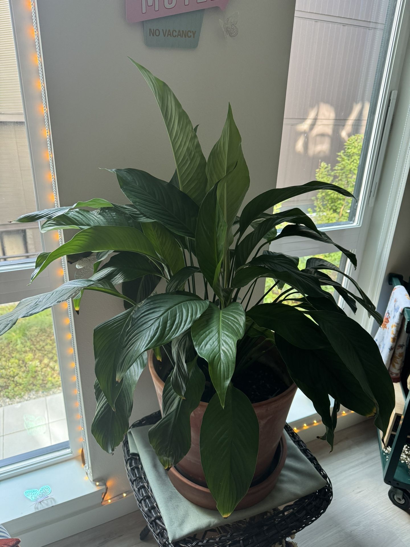 Free Peace Lily (pending)