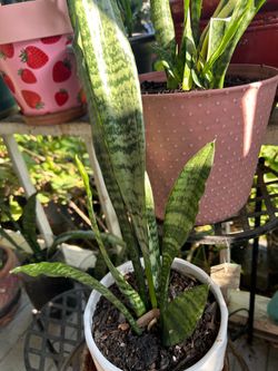 Planta