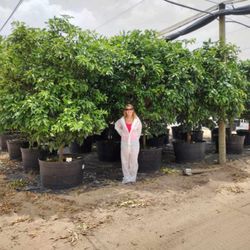 Fruit Trees Delivery And Planting Included