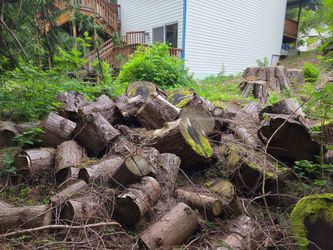 Free 18" tree rounds