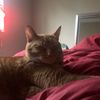 catlover223 :)