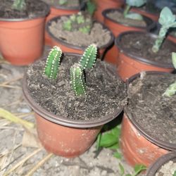 Fariy cactus Succulent Plant