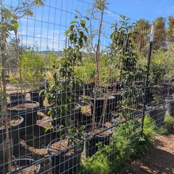 $55 Each Sour Orange Tree 