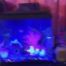 20 Gallon Glass Glow Fish Tank With Everything 