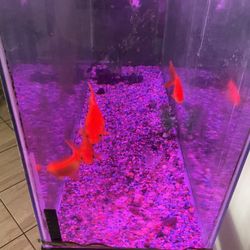 Fish Aquarium Parts 