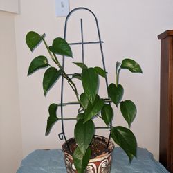 Healthy Climbing Pothos