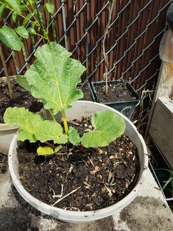 Rhubarb Victoria red plant