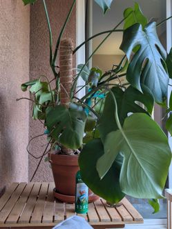 Monstera plant