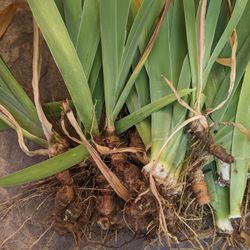 PENDING AM PICK UP Free Iris Plants