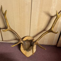 Elk Antlers Taxidermy 5 X 5, Or 10 Point 33 Inches Wide 