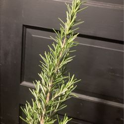 Fresh Rosemary 