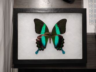 BIG Taxidermy Butterfly display