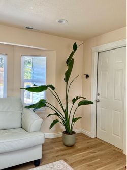 Bird of Paradise