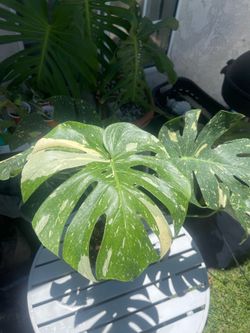 Monstera Thai Constellation