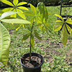 Money Trees and Other Plants. All Together For $40.