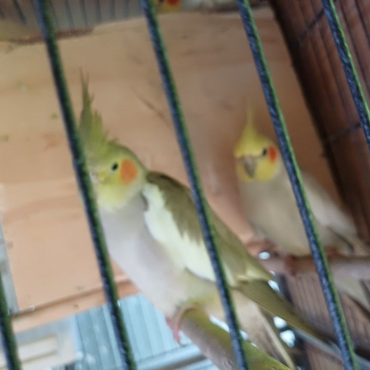 Cage For Birds