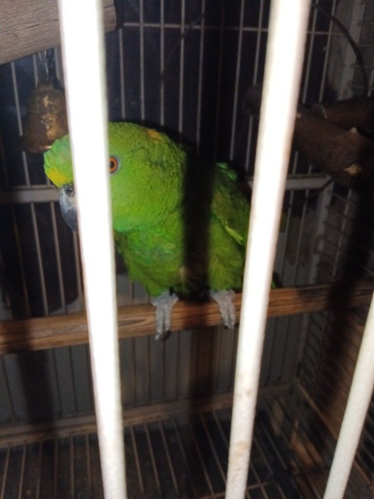 Parrot