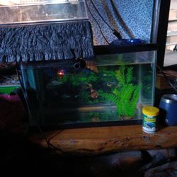 10 Gallon Tank With Turtle supplies 