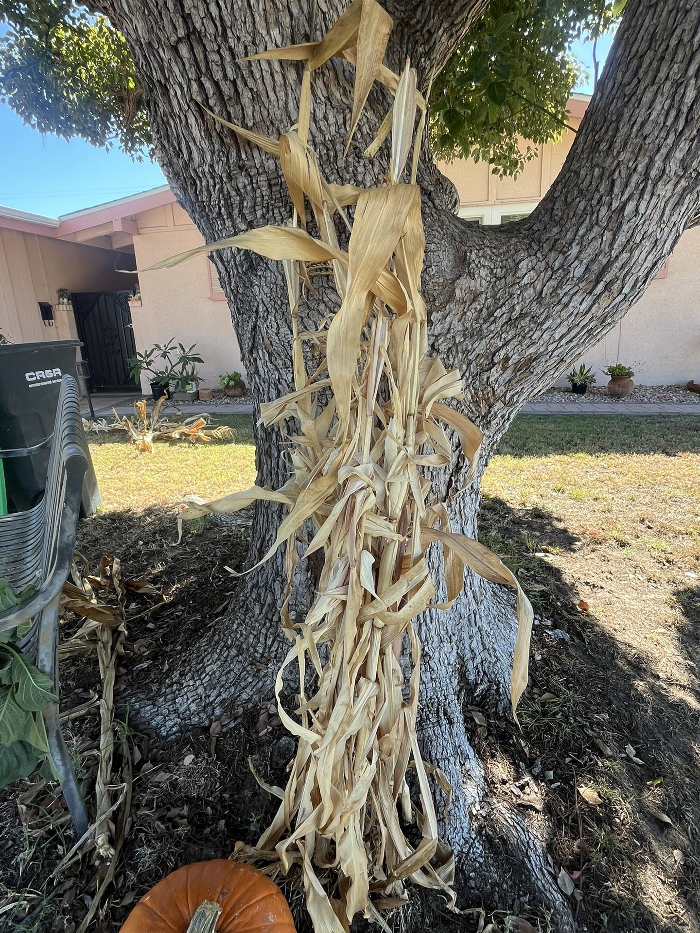 Fall/halloween Cornstalk Decoration 