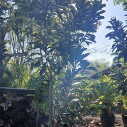 Large Grafted Mamey Trees Producing $450