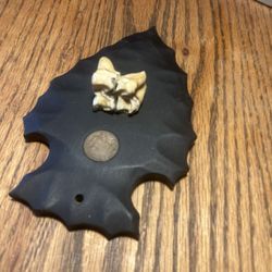 Real Buffalo  Tooth Wall Art Piece