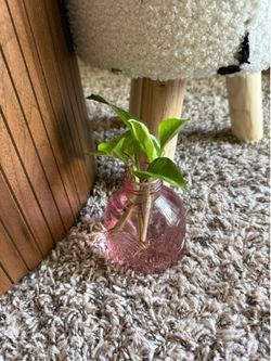 Rooted Pothos
