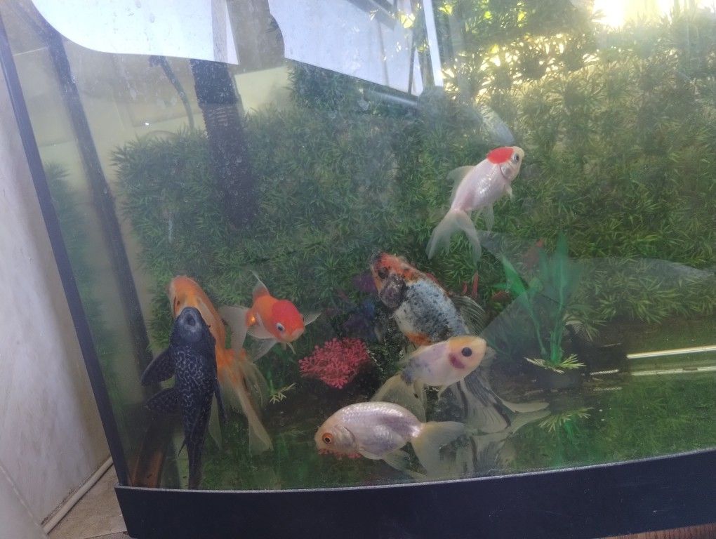 Fish Tank 