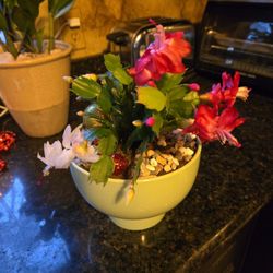 Lovely Mixed Blooming Christmas Cactus In 7in Ceramic Pot 