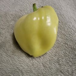 Rare Organic Flamingo White Sweet  Pepper Seeds! 2026 SEASON EARLY RELEASE!