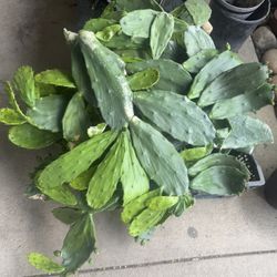 Caja Grande De Nopal 
