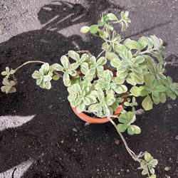 Variegated succulent