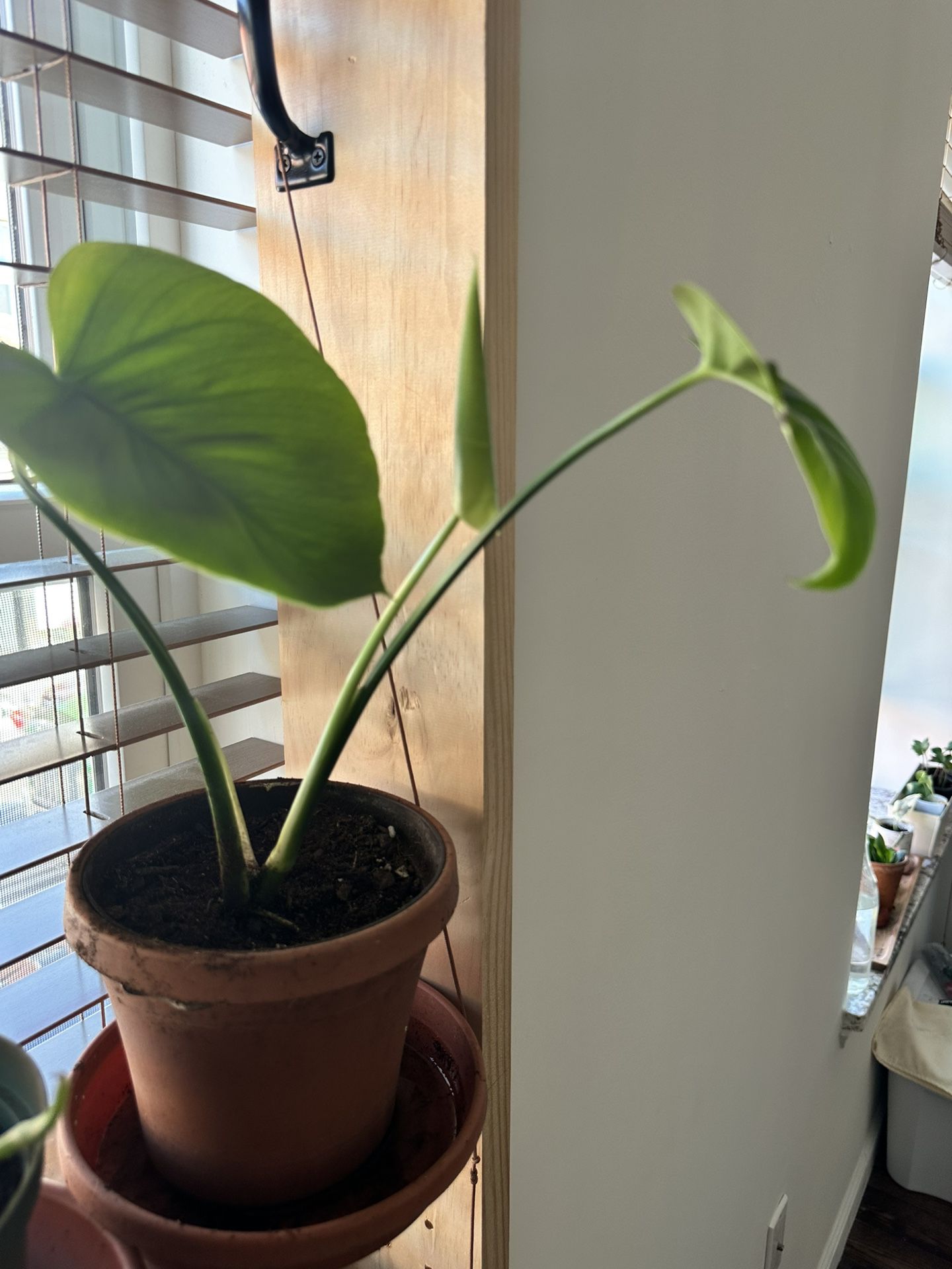 healthy live monstera chesse plant 6” pot   It’s available. send me a pick up time directly. Pick up in Downtown bk or boerum hill NY11201 or shipping