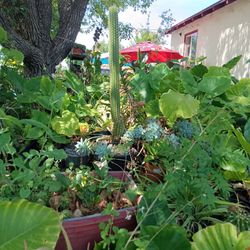 Elefant Ears And Plants 