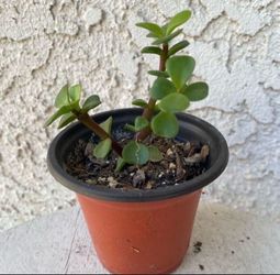 3 Inch Pot - Succulent Plant Portulacaria Afra - Elephant Bush - Drought Resistant - Rooted & Established - Great for Landscaping 🪴