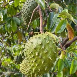 Soursop Plant 