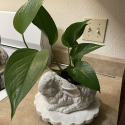 Pothos Plant