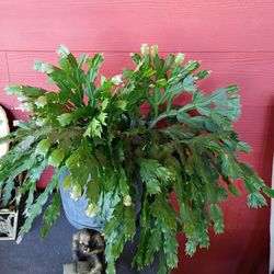 LOVELY PLANT/ CACTUS CHRISTMAS