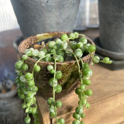 Plants For Sale, Different Prices, Just Ask😊