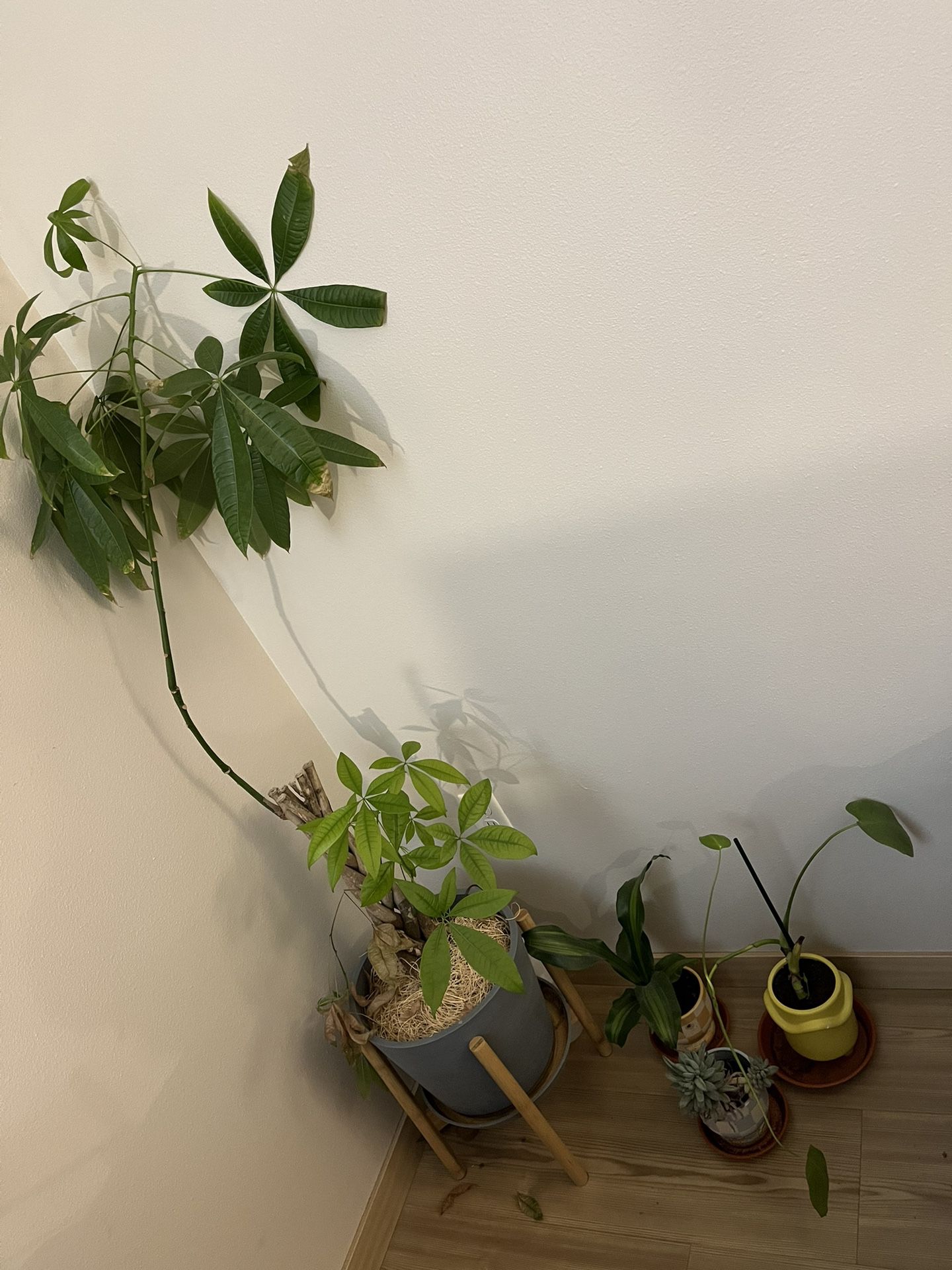 PENDING - Free Plants